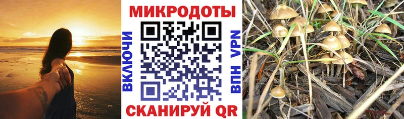 Галлюциногенные грибы Cubensis  Звенигово 